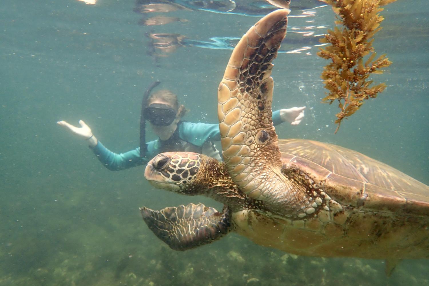 一名<a href='http://wn1.hbwendu.org'>全球十大赌钱排行app</a>学生在Galápagos群岛游学途中与一只巨龟游泳.